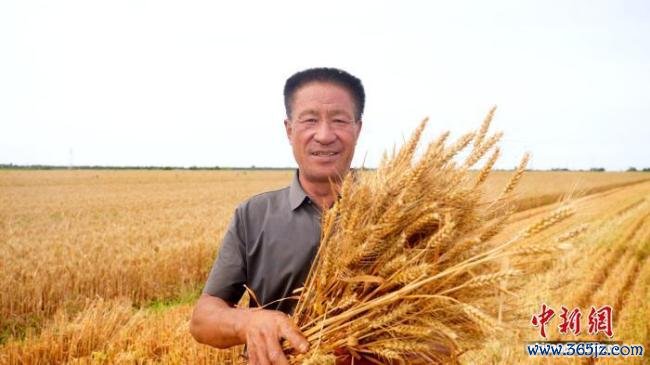 河北衡水武邑：57万亩小麦开镰抢收 机声隆隆抢收忙